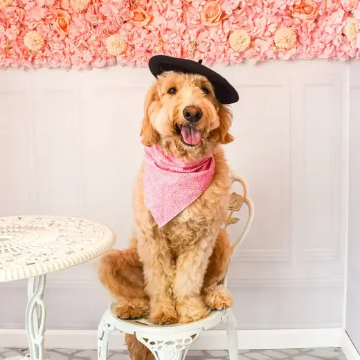 Dog enjoying the pet-friendly Sweet Clicks space